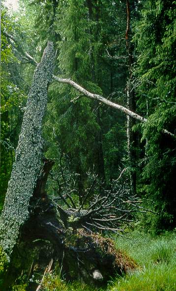 NATURE1.jpg (63168 bytes)