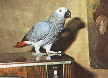 p2.jpg (16254 bytes)