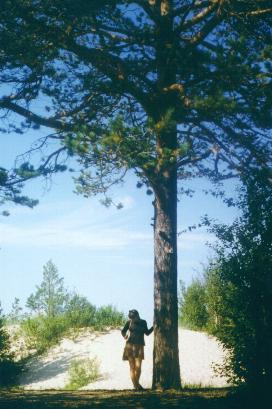 pines.jpg (26543 bytes)